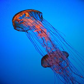 PASS - Energie-c-Chee-Onn Leong