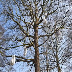 Paresseux-c-sergebrison